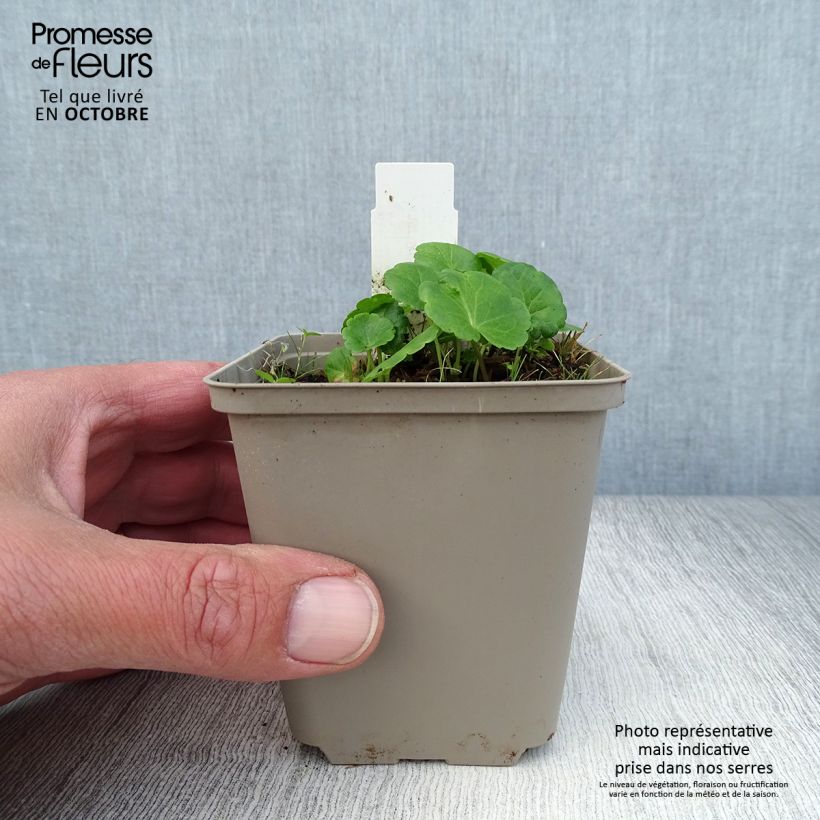 Sidalcea Little Princess 8/9 cm pot sample as delivered in autumn