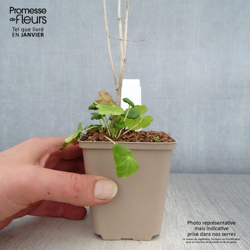 Sidalcea Little Princess 8/9 cm pot sample as delivered in winter