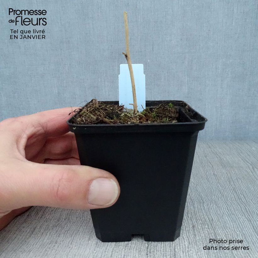 Sidalcea malviflora Elsie Heugh 8/9 cm pot sample as delivered in winter