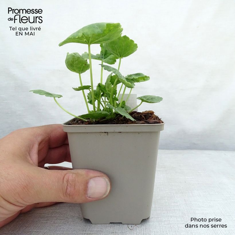 Sidalcea oregana Brilliant 8/9 cm pot sample as delivered in spring