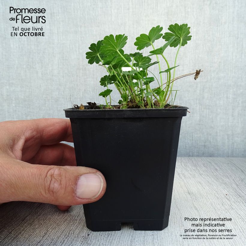 Sidalcea candida 8/9 cm pot sample as delivered in autumn