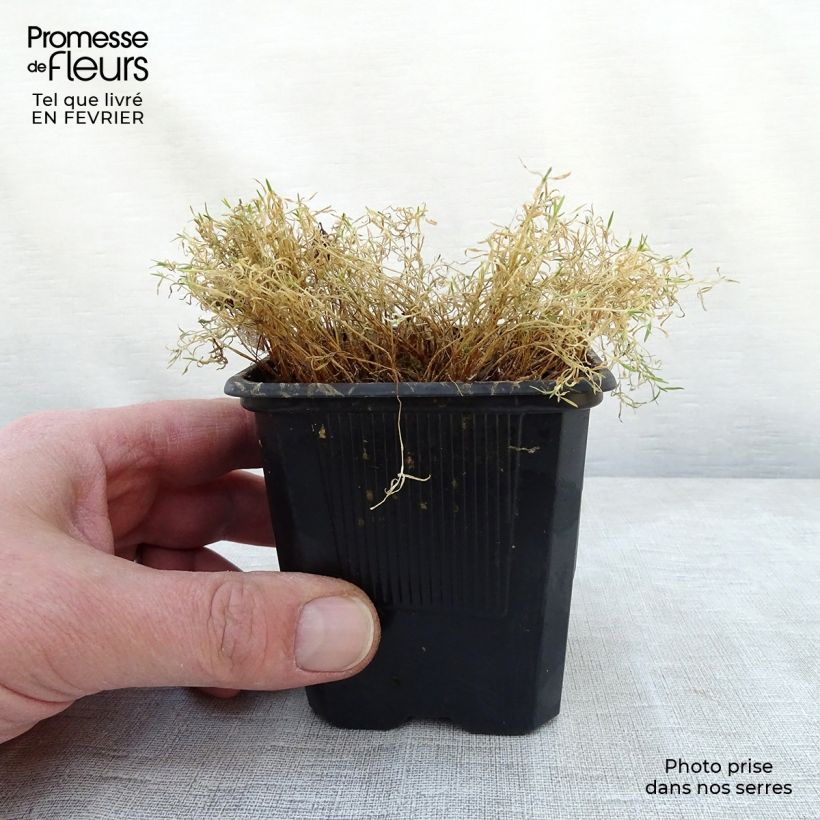 Silene acaulis 7/8 cm pot sample as delivered in winter