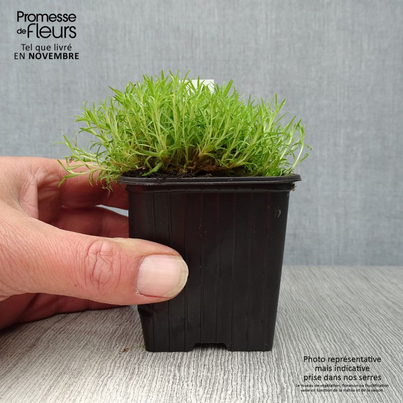 Silene acaulis 8/9 cm pot sample as delivered in autumn