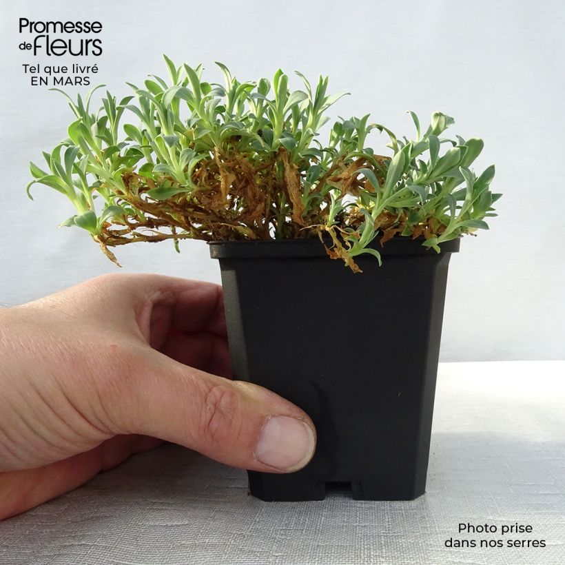 Silene uniflora Weisskehlchen 8/9 cm pot sample as delivered in spring