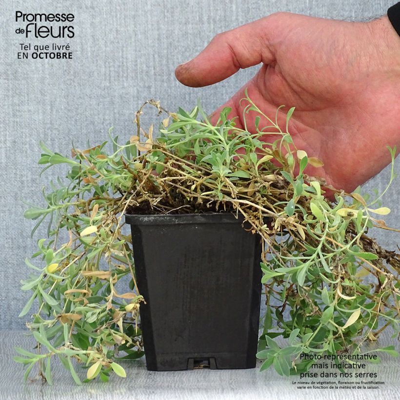 Silene uniflora Weisskehlchen 8/9 cm pot sample as delivered in autumn