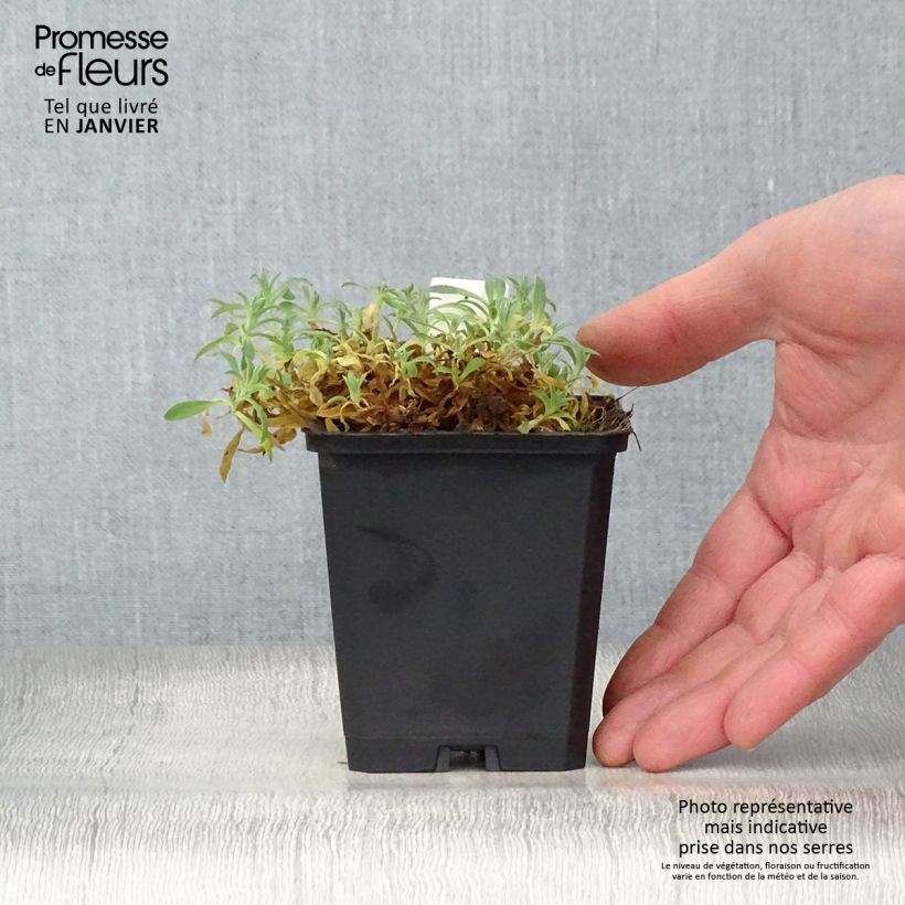 Silene uniflora Weisskehlchen 8/9 cm pot sample as delivered in winter