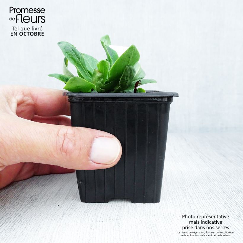 Silene regia 8/9 cm pot sample as delivered in autumn