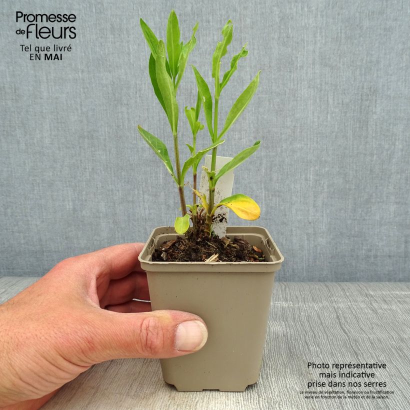 Silene regia 8/9 cm pot sample as delivered in spring
