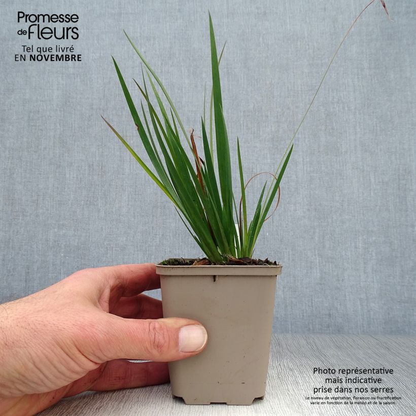 Sisyrinchium angustifolium Lucerne 8/9 cm pot sample as delivered in autumn