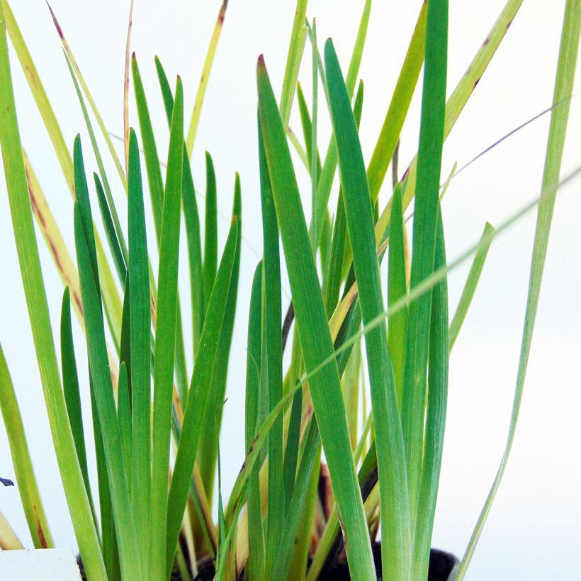 Sisyrinchium californicum (Foliage)