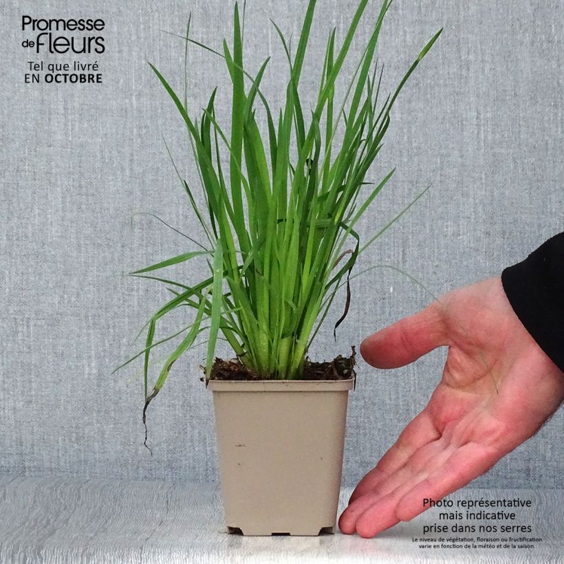 Sisyrinchium californicum 8/9 cm pot sample as delivered in autumn