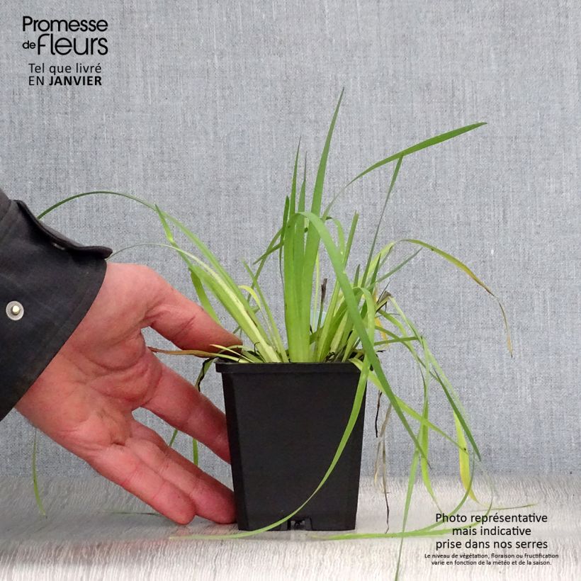 Sisyrinchium californicum 8/9 cm pot sample as delivered in winter