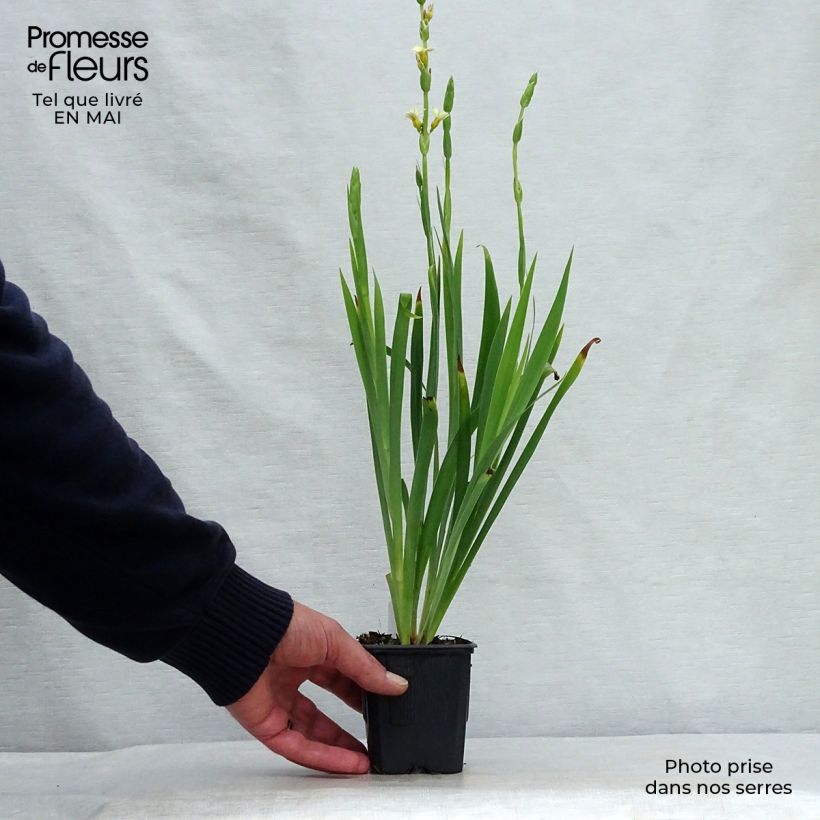 Sisyrinchium striatum 8/9 cm pot sample as delivered in spring