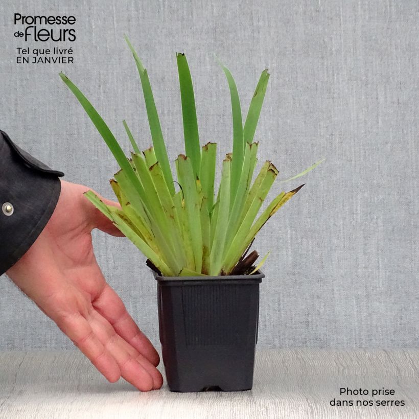 Sisyrinchium striatum 8/9 cm pot sample as delivered in winter