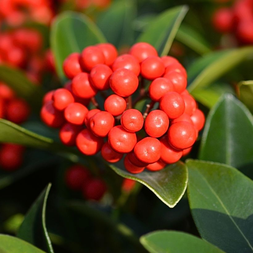 Skimmia japonica Temptation - Japanese Skimmia (Harvest)