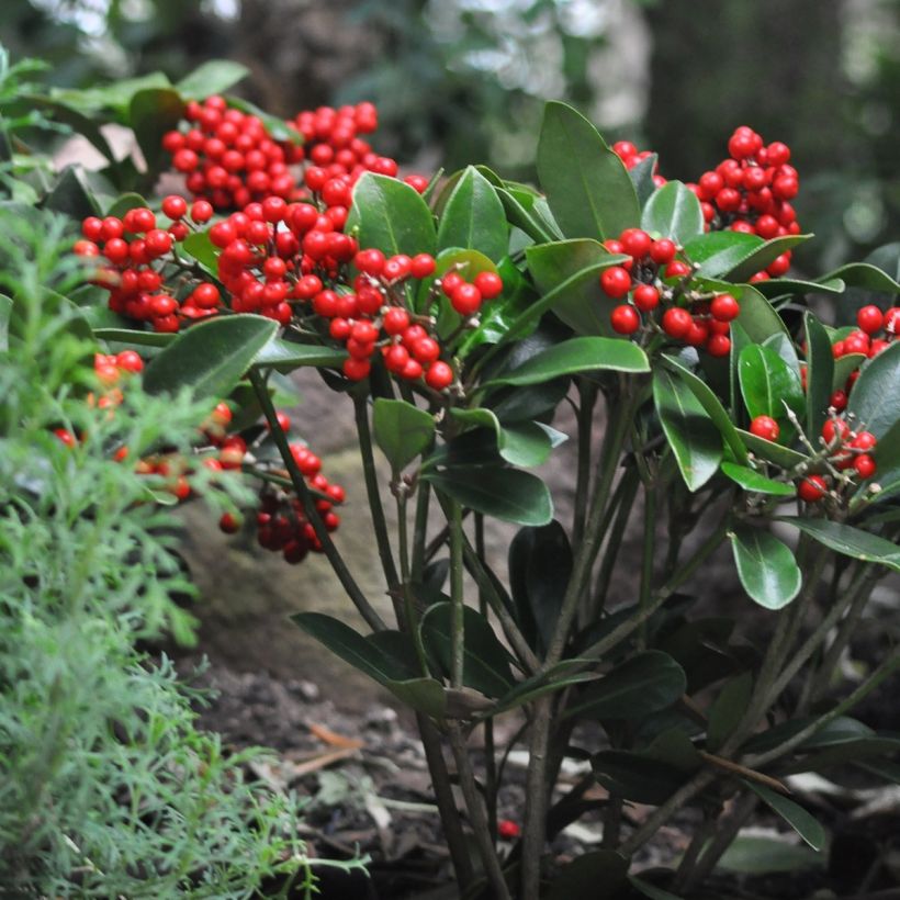 Skimmia japonica Temptation - Japanese Skimmia (Plant habit)