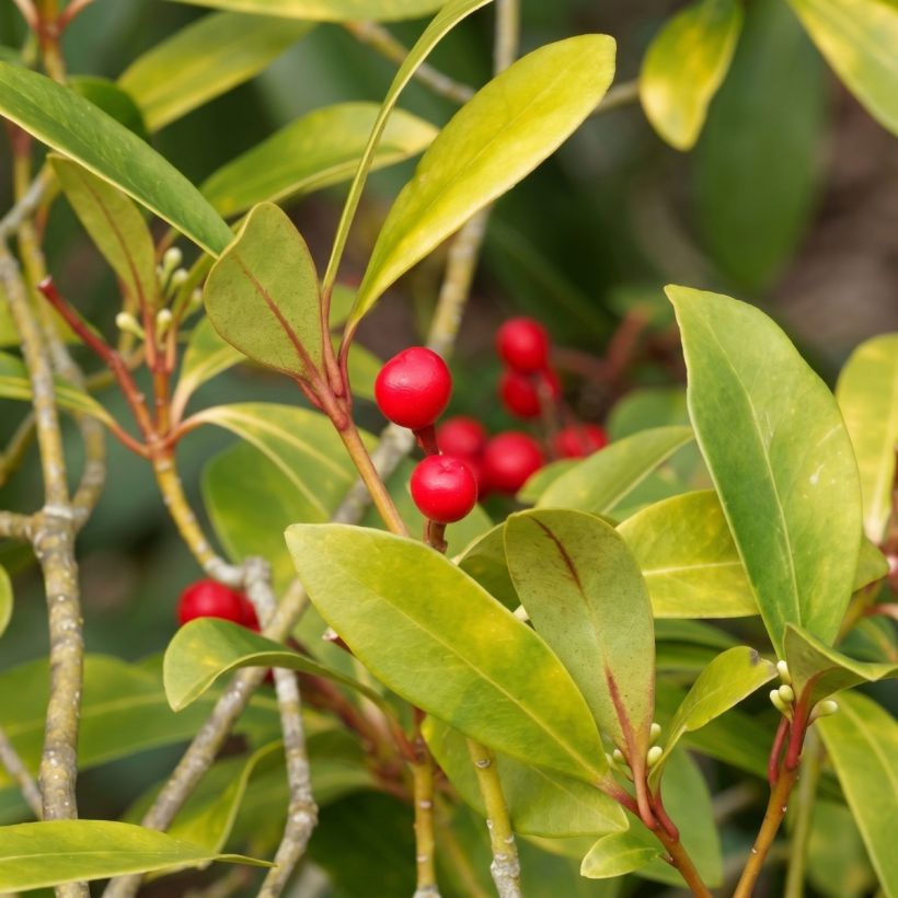 Skimmia japonica Temptation - Japanese Skimmia (Foliage)