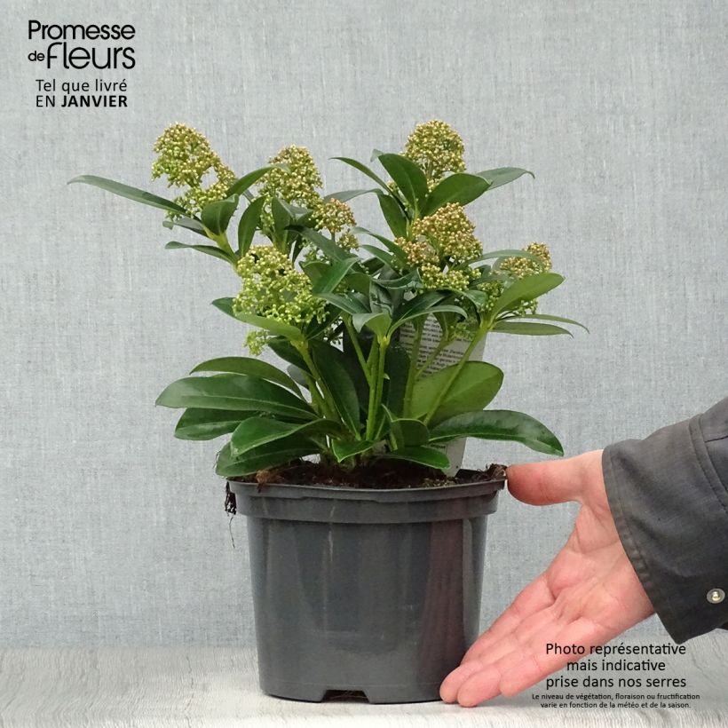 Skimmia japonica Fragrant Cloud 2L/3L pot sample as delivered in winter
