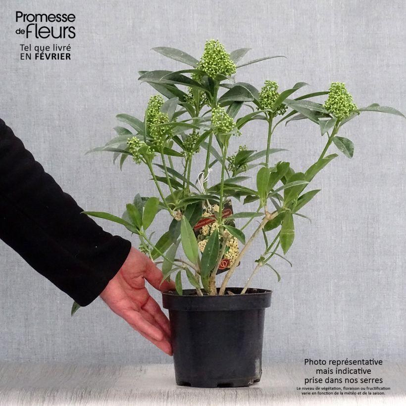 Skimmia japonica Kew Green 2L/3L pot sample as delivered in winter