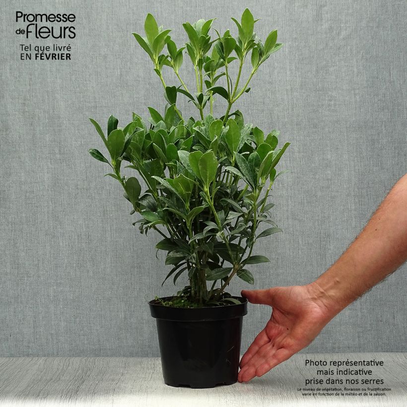 Skimmia japonica Kew White 2L/3L pot sample as delivered in autumn