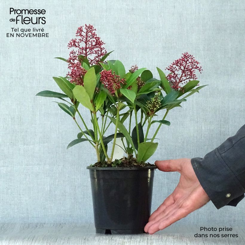 Skimmia japonica Rubella 12cm pot sample as delivered in autumn