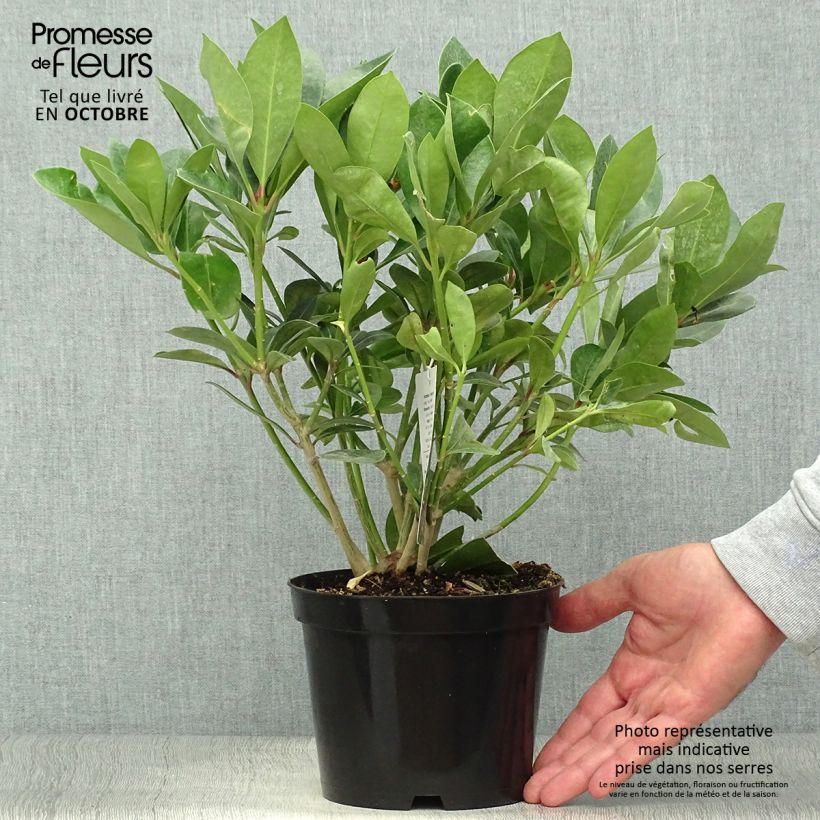Skimmia japonica Veitchii 2L/3L pot sample as delivered in autumn