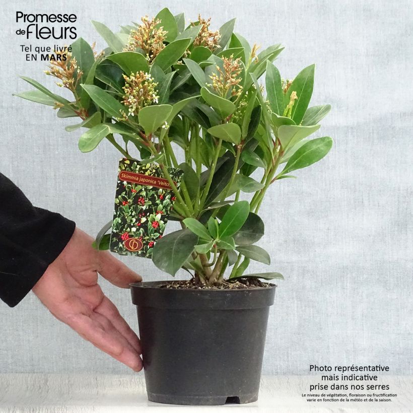 Skimmia japonica Veitchii 2L/3L pot sample as delivered in spring