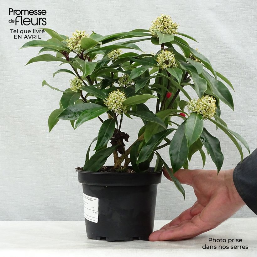 Skimmia reevesiana 1L/1.5L pot sample as delivered in spring