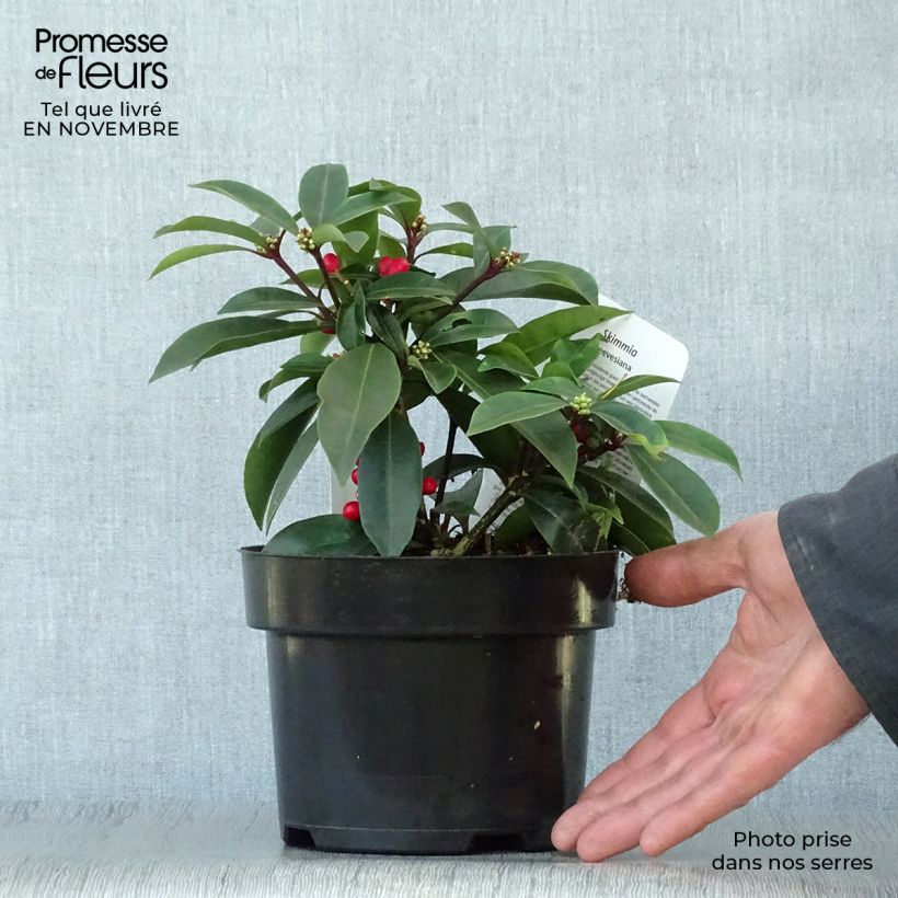 Skimmia reevesiana 1L/1.5L pot sample as delivered in autumn