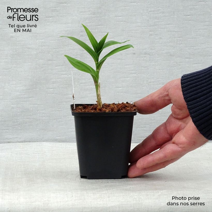 Smilacina racemosum 8/9 cm pot sample as delivered in spring