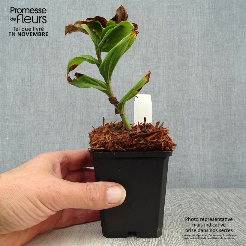 Smilacina racemosum 8/9 cm pot sample as delivered in autumn