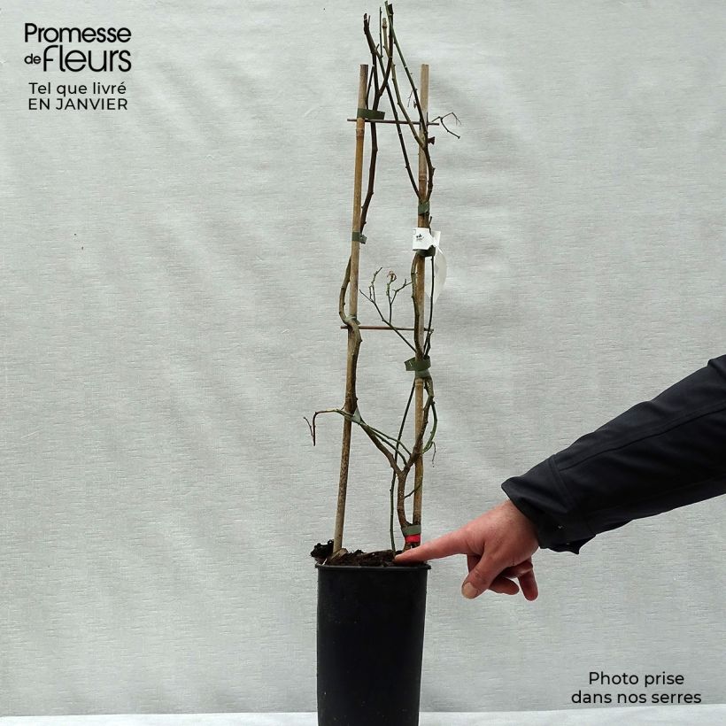 Solanum crispum Glasnevin 2L/3L pot sample as delivered in winter