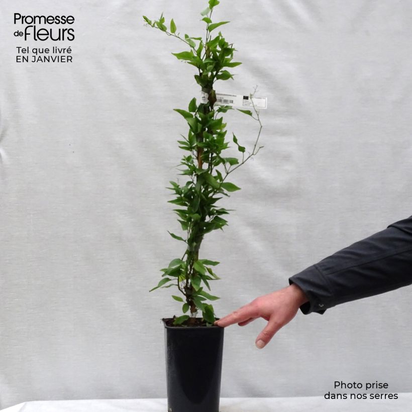 Solanum jasminoides Album 2L/3L pot sample as delivered in winter