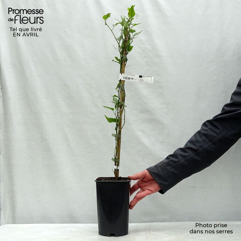 Solanum jasminoides Album 2L/3L pot sample as delivered in spring