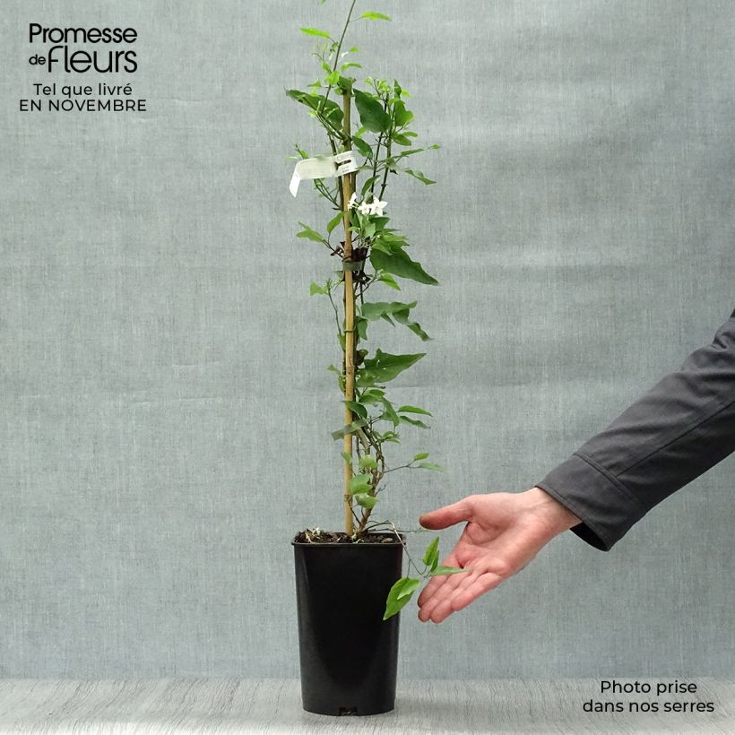 Solanum jasminoides Album 2L/3L pot sample as delivered in autumn