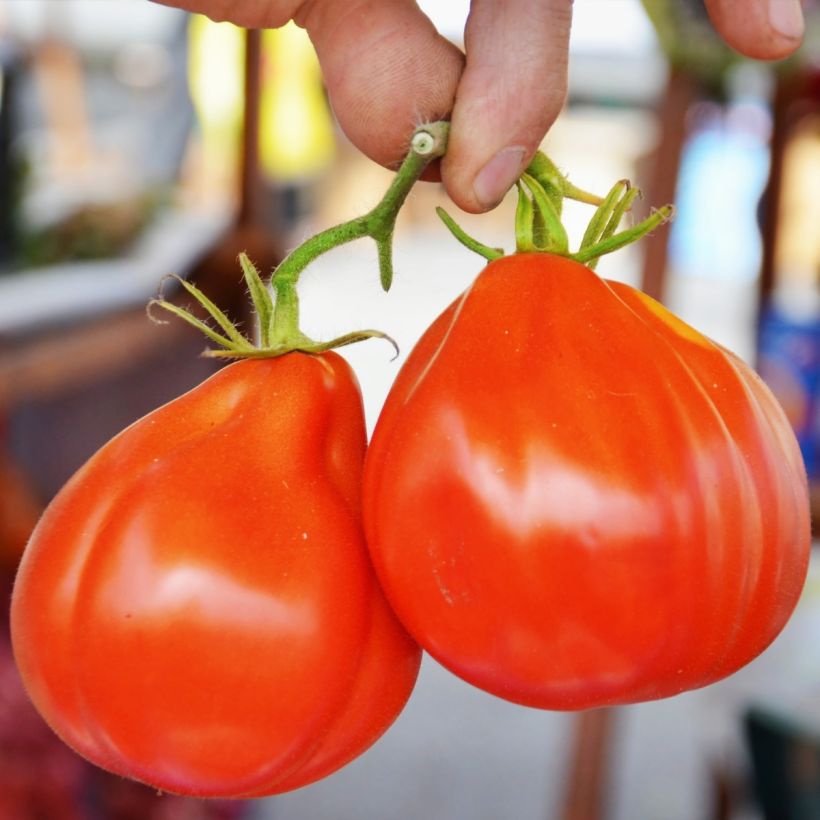Liguria Untreated Tomato - Ferme de Sainte Marthe seeds (Harvest)
