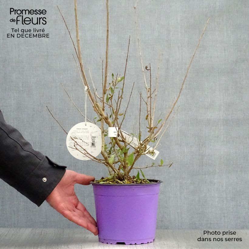 Solanum rantonetti 3L/4L pot sample as delivered in winter