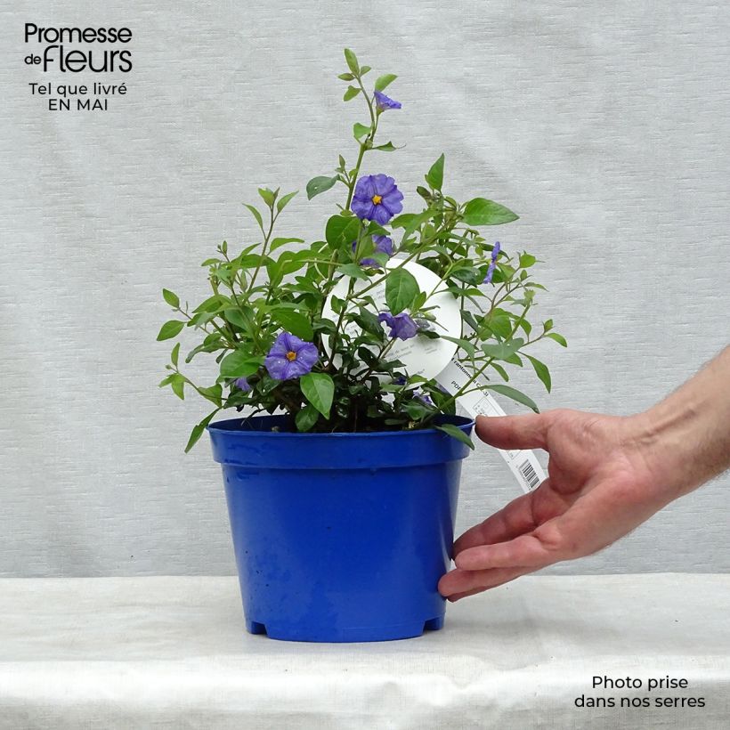 Solanum rantonetti 3L/4L pot sample as delivered in spring