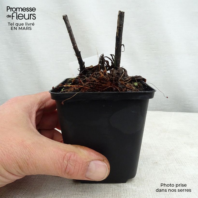 Solidago Spatgold 8/9 cm pot sample as delivered in spring