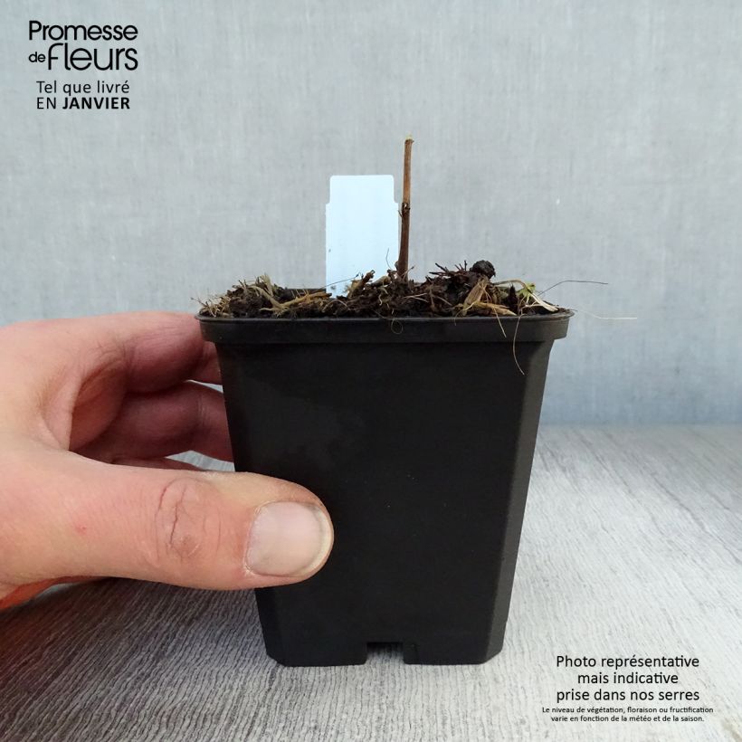 Solidago Strahlenkrone 8/9 cm pot sample as delivered in winter