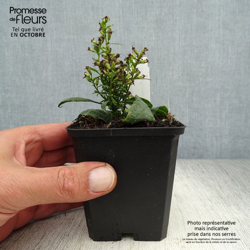 Solidago flexicaulis Variegata 8/9 cm pot sample as delivered in autumn