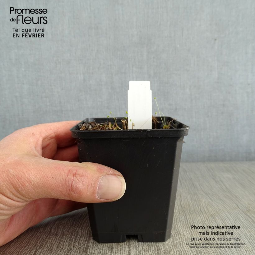 Solidago flexicaulis Variegata 8/9 cm pot sample as delivered in winter