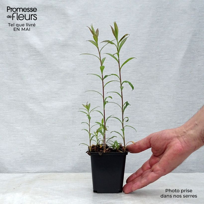 Solidago rugosa Fireworks 8/9 cm pot sample as delivered in spring