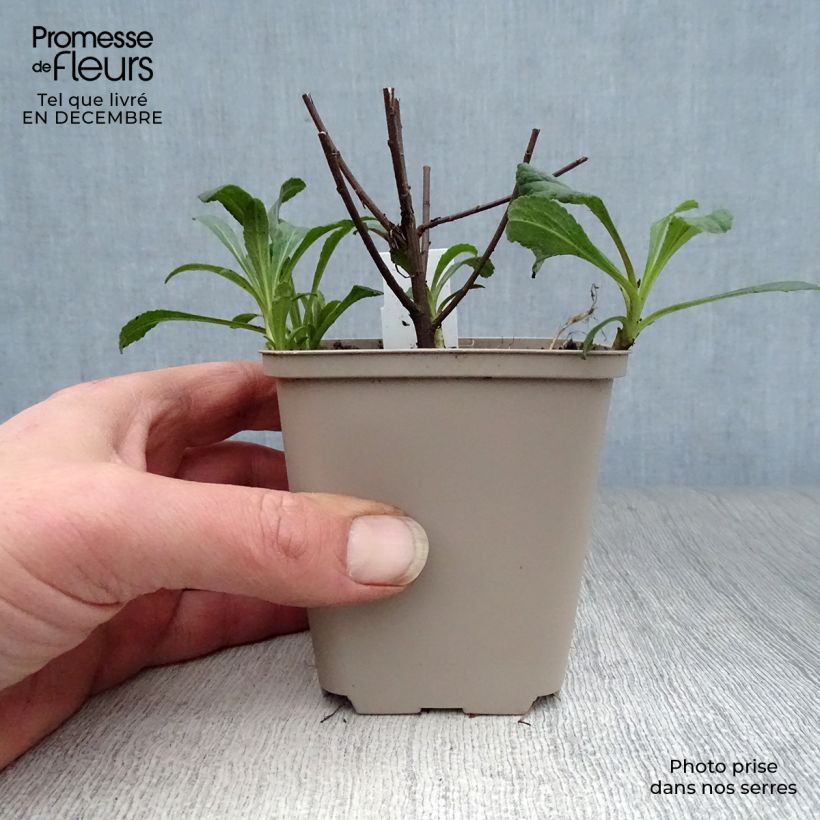 Solidago rugosa Fireworks 8/9 cm pot sample as delivered in winter