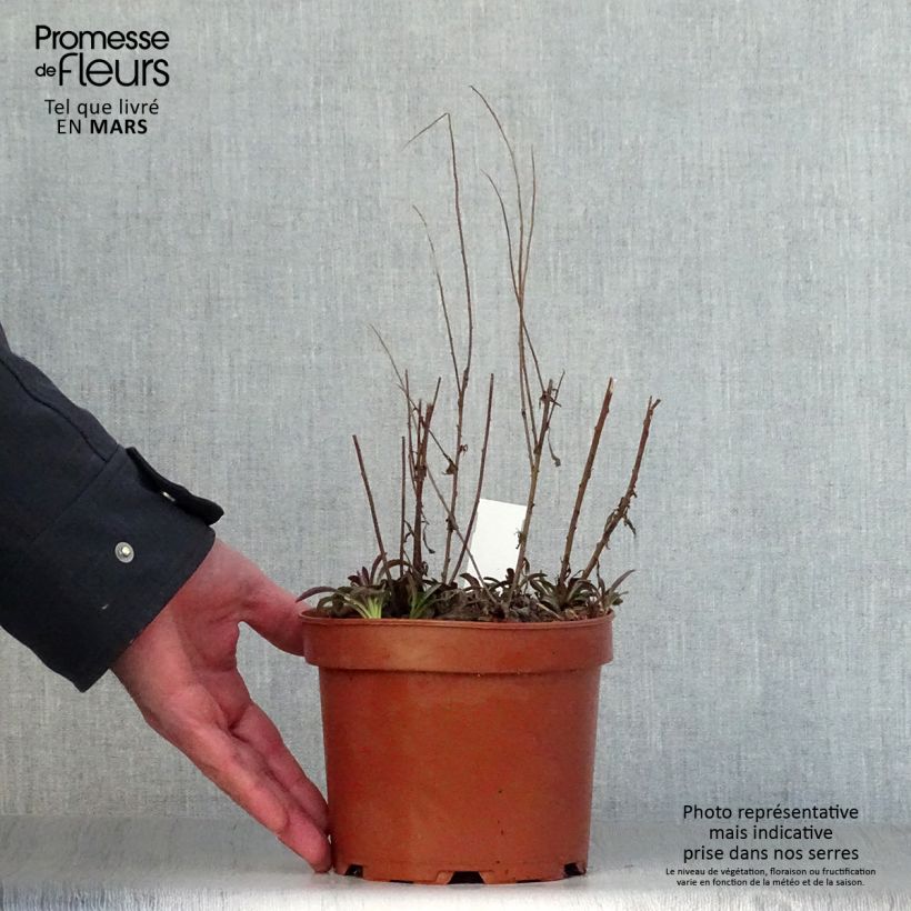 Solidago rugosa Fireworks 2L/3L pot sample as delivered in spring