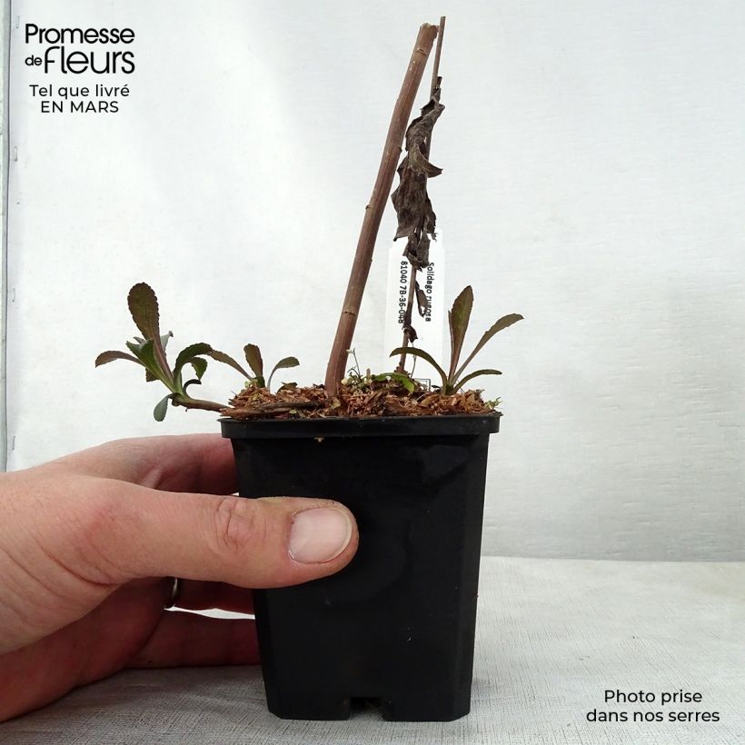 Solidago rugosa 8/9 cm pot sample as delivered in spring