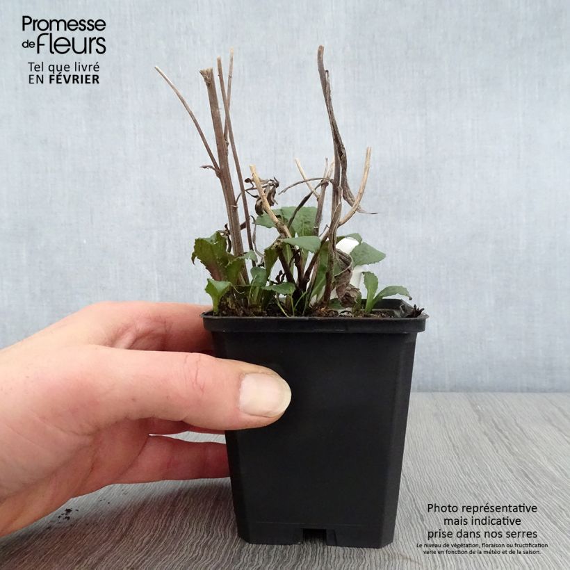 Solidago rugosa 8/9 cm pot sample as delivered in winter