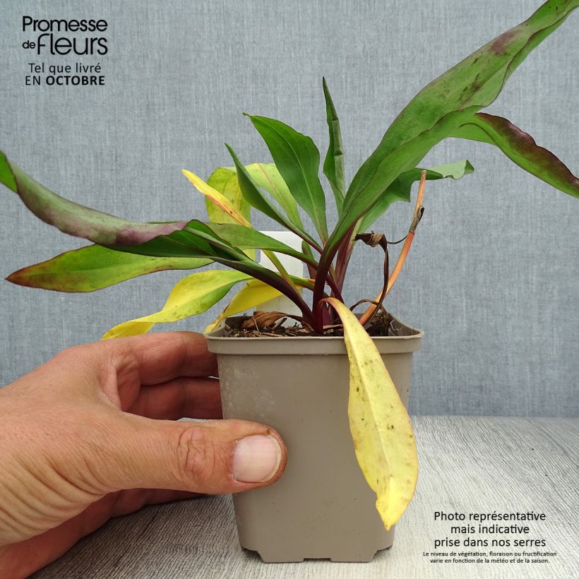 Solidago sempervirens Goldene Wellen 8/9 cm pot sample as delivered in autumn