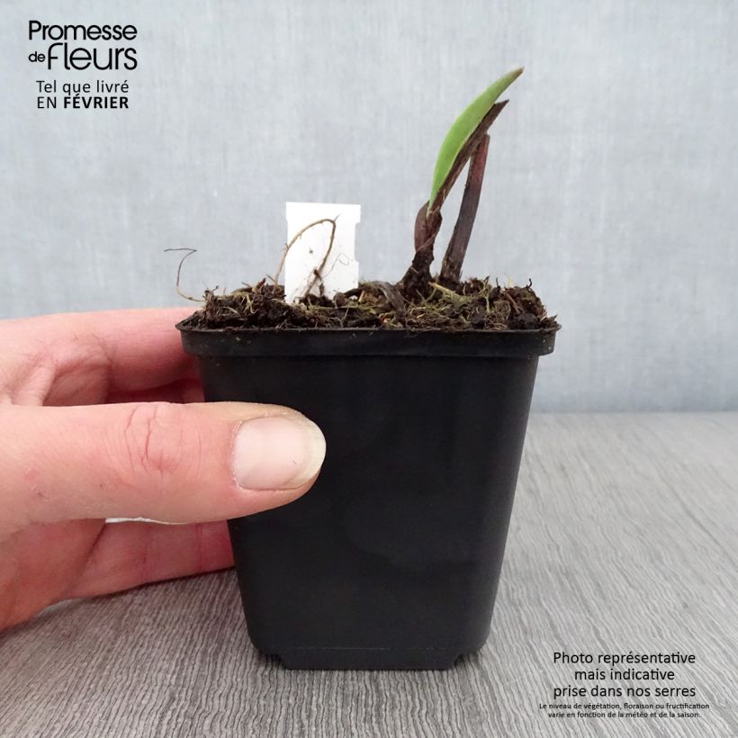 Solidago sempervirens Goldene Wellen 8/9 cm pot sample as delivered in winter