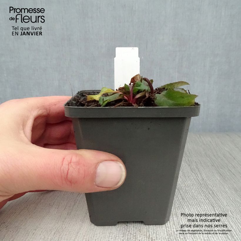 Solidago virgaurea 8/9 cm pot sample as delivered in winter